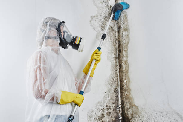 Office Mold Removal Services in Rio Grande, OH