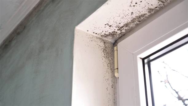 Best Affordable Mold Removal  in Rio Grande, OH