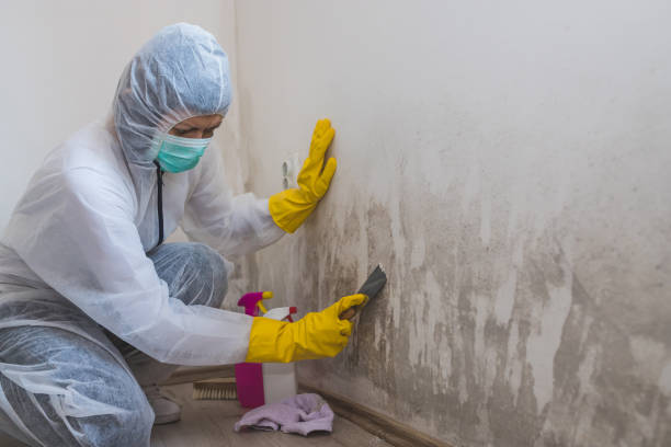 Best Water Damage Restoration  in Rio Grande, OH