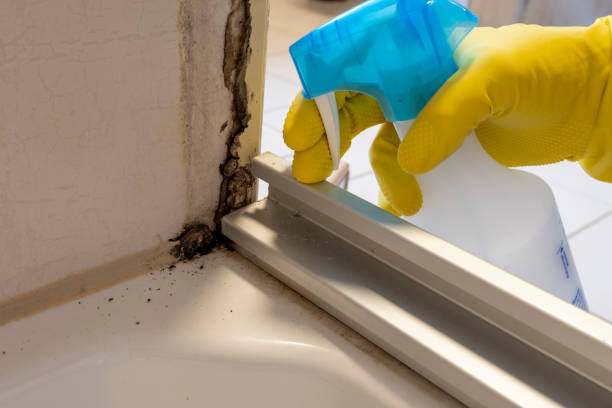 Best Home Mold Removal  in Rio Grande, OH