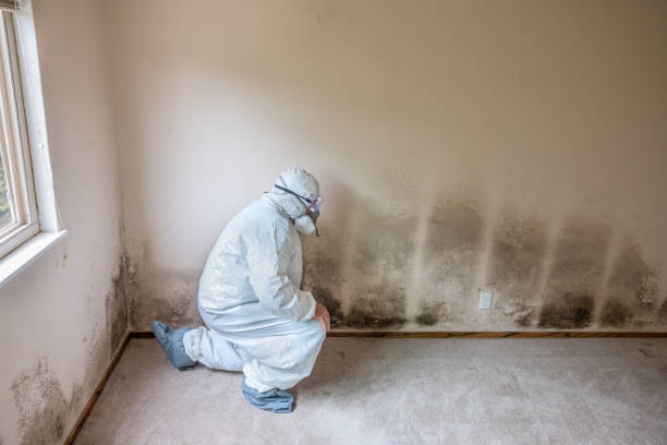 Crawl Space Mold Removal in Rio Grande, OH