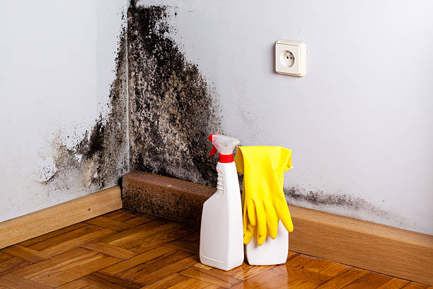 Certified Mold Removal in Rio Grande, OH