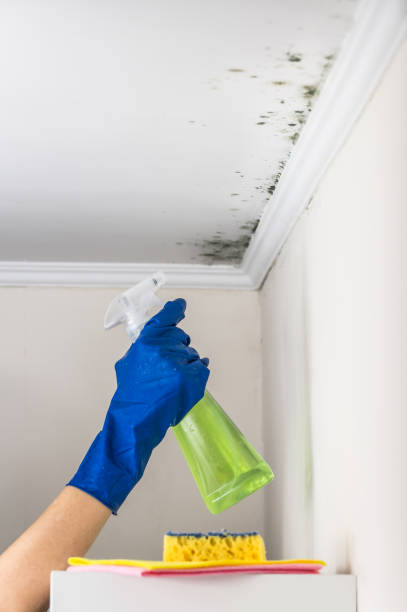 Best Mold Damage Repair  in Rio Grande, OH
